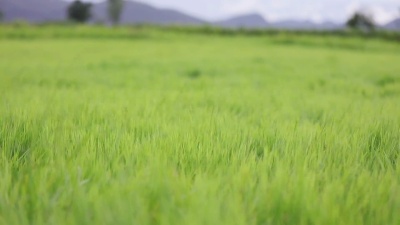 绿草场