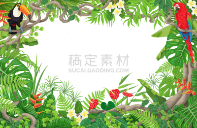 鸟类,边框,热带灌木,蕨类,鸡尾酒,复叶,长方形,图像,植物群,枝