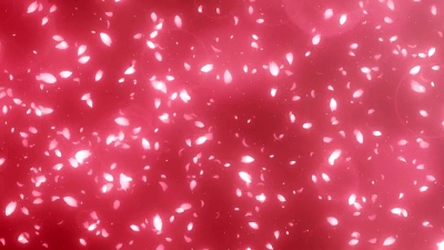 樱花的花瓣