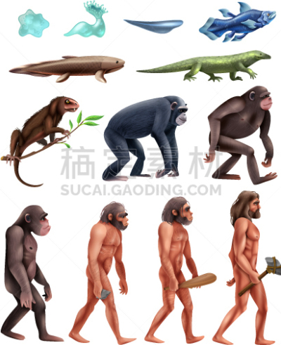 图标集,达尔文,猴子,理论设计标签,华丽的,人,男人,进化,收集