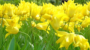花园里盛开的黄花