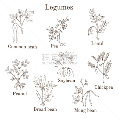 农业,豆科植物,饮食,动物手,绿豆,花生,蔬菜,素食,绘制,布置