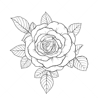 自然美,叶子,花束,玫瑰,黑白图片,轮廓,白色,图像,花朵,装饰