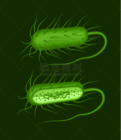 枯草芽孢杆菌,绿色,钢筋,生物学,微生物学,静脉滴注,显微镜,健康保健,细胞质,弧菌