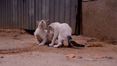 小猫玩耍