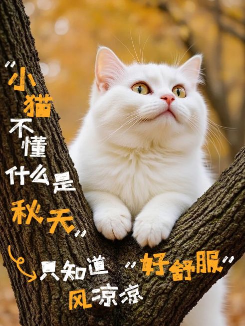 情感文案分享秋天松弛感实景图文排版小红书封面预览效果