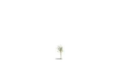 幼树的生长动画。