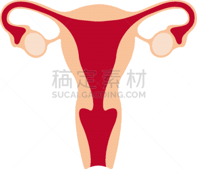 女性,女性生殖系统,卵巢,卵子,子宫颈,人,女人
