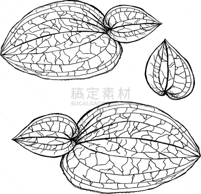 兰花,叶子,白色,鸡尾酒,自然,华丽的,图像,自然美,手写,装饰
