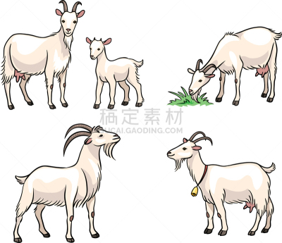 山羊,白色,摆拍,自然美,小的,动物,有角的,农场,布置,站