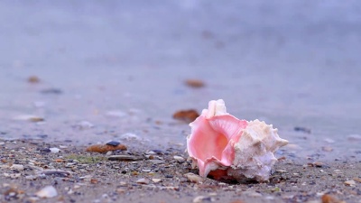 海滩上的贝壳
