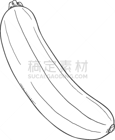 sketch zucchini