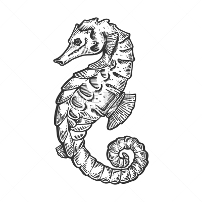 动物,雕刻图像,海马,木版画,剪贴画,水下,分离着色,复古,绘制