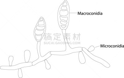 建筑结构,生物学,自然,微生物学,健康保健,微孢子目,泰国,图像,孢子,无人