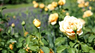 花园里的黄玫瑰花