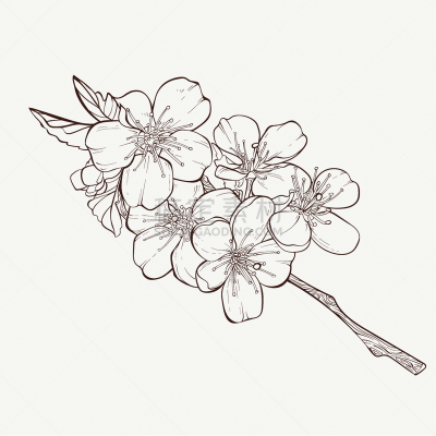 草图,枝,植物学,绘画插图,花,动物手,苹果,背景分离,浪漫,铅笔