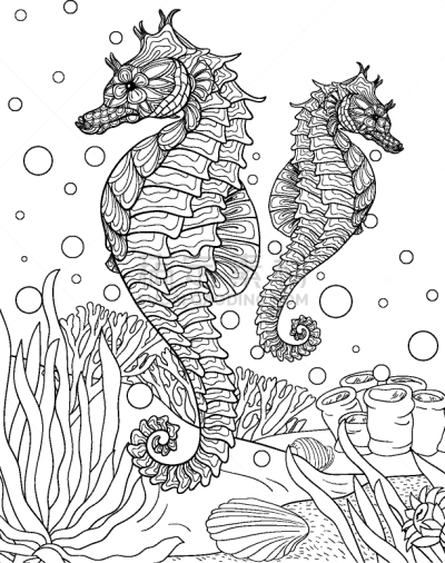 可爱的,海马,成年的,图像,动物,洋葱花,乱画,着色,花