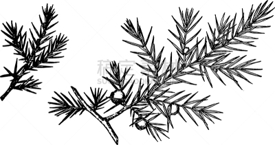 刺柏属丛木,枝,白色,图像,叶子,矢量,鹭管鱼,水果,长矛,复古
