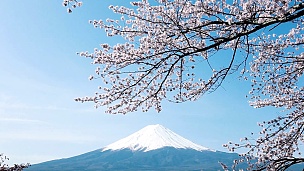 山樱花富士