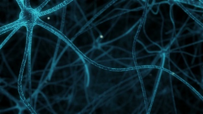 人类神经元组织中的突触
