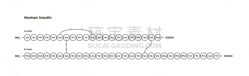 胰腺,矢量,糖尿病,胰岛素,荷尔蒙,白色背景,模板,教育,设计