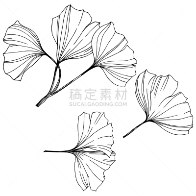 银杏,植物,绘画插图,雕刻图像,艺术,叶子,矢量,墨水,分离着色,植物园