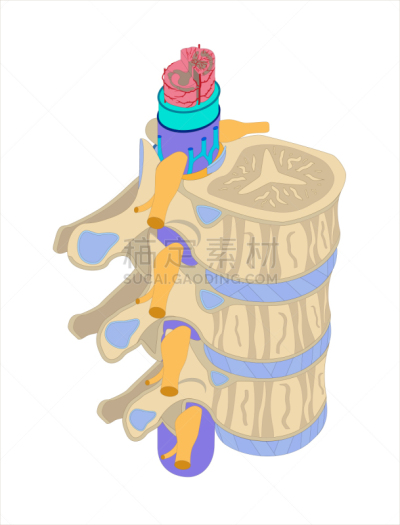 绘画插图,整形器具,彩色图片,生物学,有序,健康保健,背景分离,药,人类骨架,细胞核