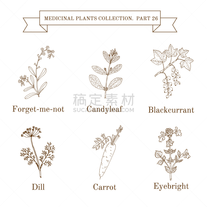 健康保健,草本,动物手,白色,有机食品,自然,Eyebright,收集,复古,绘制