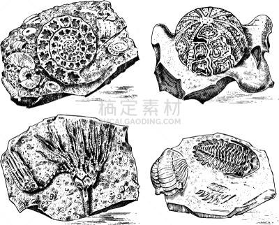 化石,史前时代,动物骨骼,三叶虫,植物,螺线,白色,褐色,式样