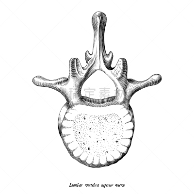 Superior View,动物手,腰椎,生物学,健康保健,人,古老的,整形器具,绘制