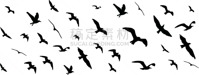 鸟类,白色背景,白色,矢量,图像,飞,迁徙