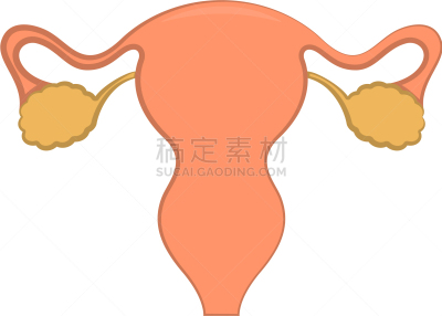 女性生殖系统,健康保健,人,图表,图像,毛囊,女人,矢量
