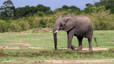 非洲大象，非洲Loxodonta africana，肯尼亚马赛马拉公园，实时 