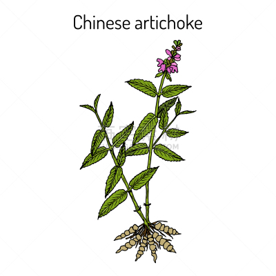 食品,朝鲜蓟,生物学,自然,健康保健,季节,草本,药,环境