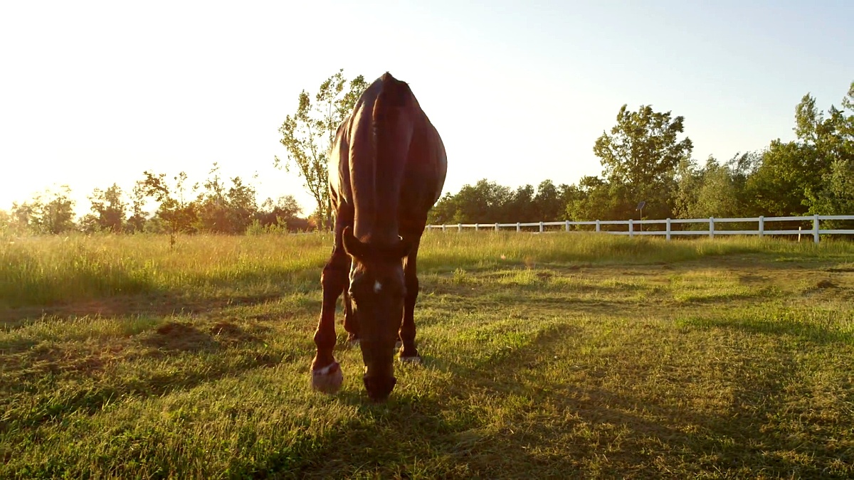 放牧 放牧图片 放牧素材下载 稿定素材