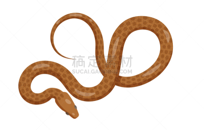 蛇,巨蟒,褐色,顶部,视角,分离着色,自然,动物园,野生动物,图像