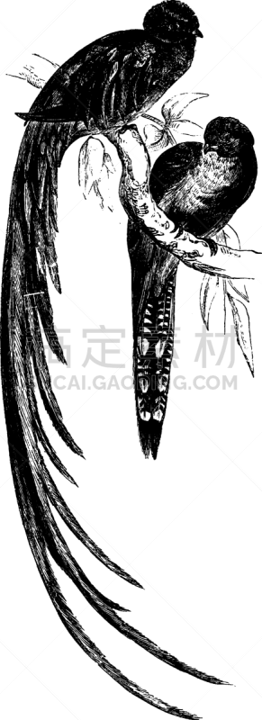 咬鹃,白色,黑色,图像,矢量,雕刻图像,复古