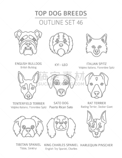 狗,牧羊人,友谊,抽陀螺,捕猎行为,纯种犬,梗犬,玩具,直的,肖像