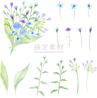 植物,绘画插图,水彩画,水彩画颜料,纯净,自然界的状态,多样,婚礼,布置,插花