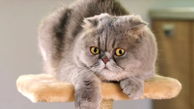 纯种灰色苏格兰折叠猫