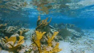 Hol Chan海洋保护区美丽的珊瑚礁上的海洋生物，有Elkhorn珊瑚和紫色柳珊瑚海扇-伯利兹堡礁/龙涎石Caye