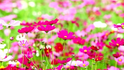 粉红色的花田