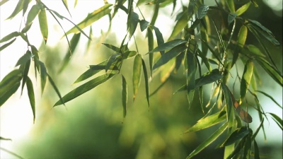 竹林