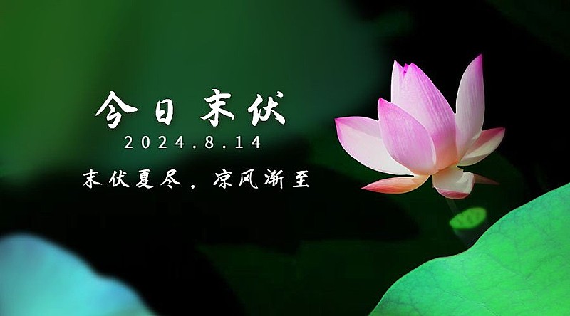 末伏三伏天祝福实景莲花横版海报
