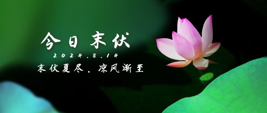 末伏三伏天祝福实景莲花公众号首图