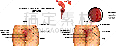 女性生殖系统,月经,卵子,人类的生殖器官,卵巢,女人,贫瘠的,生病