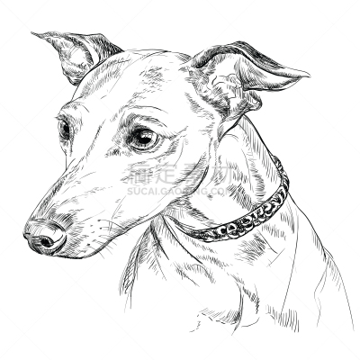肖像,意大利灰猎犬,动物手,绘画插图,轮廓,白色背景,黑色,小的,自然,生活方式