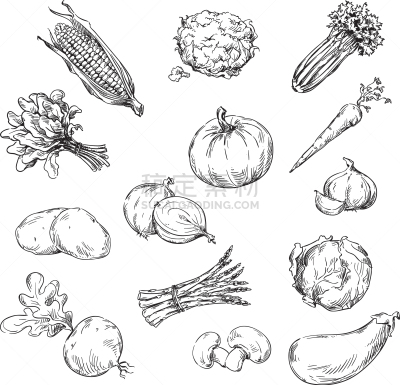 蔬菜,多样,芹菜,菠菜,食品,芦笋,熟的,花椰菜,植物群,画画