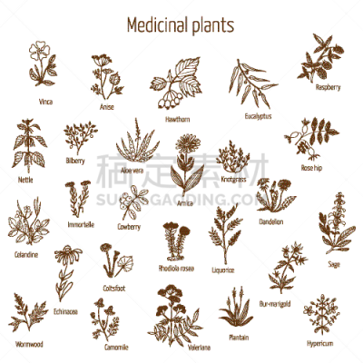 健康保健,植物群,草本,动物手,圣约翰草,山金车属,蓝莓,芦荟,蒲公英,绘制