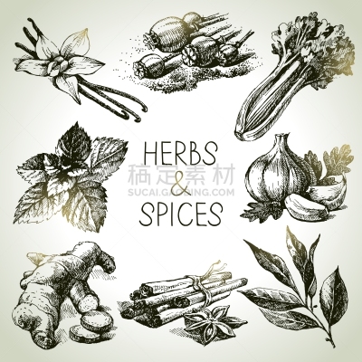 草本,香料,绿色,精神振作,自然,图像,矢量,蔬菜,大蒜,绘制